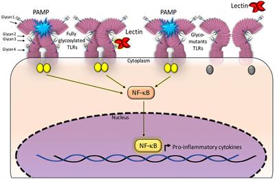 Targeting and Recognition of Toll-Like Receptors by Plant and Pathogen Lectins